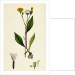 Crepis Paludosa Marsh Hawk's-Beard by Anonymous