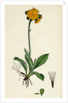 Hieracium Aurantiacum Orange Hawkweed- by Anonymous