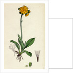 Hieracium Aurantiacum Orange Hawkweed- by Anonymous