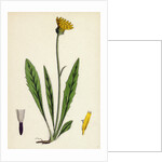 Hieracium Eximium Grey-Headed Hawkweed by Anonymous