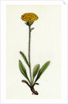 Hieracium Holosericeum Woolly-Headed Hawkweed by Anonymous
