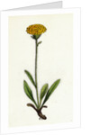 Hieracium Holosericeum Woolly-Headed Hawkweed by Anonymous