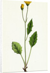 Hieracium Chrysanthum Var. Microcephalum Golden-Flowered Hawkweed Var. B. by Anonymous