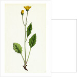 Hieracium Chrysanthum Var. Microcephalum Golden-Flowered Hawkweed Var. B. by Anonymous