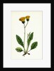 Hieracium Nigrescens Black-Headed Hawkweed by Anonymous