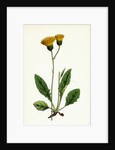 Hieracium Nigrescens Black-Headed Hawkweed by Anonymous