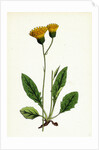 Hieracium Nigrescens Black-Headed Hawkweed by Anonymous