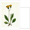 Hieracium Nigrescens Black-Headed Hawkweed by Anonymous
