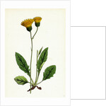 Hieracium Nigrescens Black-Headed Hawkweed by Anonymous