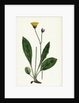 Hieracium Senescens Grey-Lingulate-Leaved Hawkweed by Anonymous
