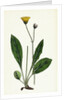 Hieracium Senescens Grey-Lingulate-Leaved Hawkweed by Anonymous