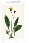 Hieracium Senescens Grey-Lingulate-Leaved Hawkweed by Anonymous