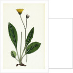 Hieracium Senescens Grey-Lingulate-Leaved Hawkweed by Anonymous