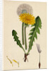 Taraxacum Officinale Var. Genuinum Common Dandelion Var. A. by Anonymous
