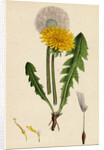 Taraxacum Officinale Var. Genuinum Common Dandelion Var. A. by Anonymous
