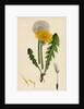 Taraxacum Officinale Var. Genuinum Common Dandelion Var. A. by Anonymous