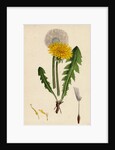 Taraxacum Officinale Var. Genuinum Common Dandelion Var. A. by Anonymous