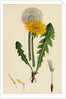 Taraxacum Officinale Var. Genuinum Common Dandelion Var. A. by Anonymous