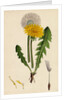 Taraxacum Officinale Var. Genuinum Common Dandelion Var. A. by Anonymous