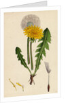 Taraxacum Officinale Var. Genuinum Common Dandelion Var. A. by Anonymous