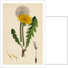 Taraxacum Officinale Var. Genuinum Common Dandelion Var. A. by Anonymous