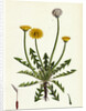 Taraxacum Officinale Var. Erythrospermum Common Dandelion Var. B. by Anonymous