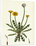 Taraxacum Officinale Var. Erythrospermum Common Dandelion Var. B. by Anonymous