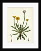 Taraxacum Officinale Var. Erythrospermum Common Dandelion Var. B. by Anonymous