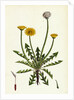 Taraxacum Officinale Var. Erythrospermum Common Dandelion Var. B. by Anonymous