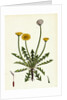 Taraxacum Officinale Var. Erythrospermum Common Dandelion Var. B. by Anonymous