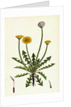 Taraxacum Officinale Var. Erythrospermum Common Dandelion Var. B. by Anonymous