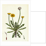Taraxacum Officinale Var. Erythrospermum Common Dandelion Var. B. by Anonymous
