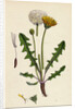 Taraxacum Officinale Var. Palustre Common Dandelion Var. D. by Anonymous