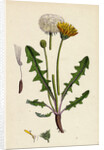 Taraxacum Officinale Var. Palustre Common Dandelion Var. D. by Anonymous
