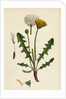 Taraxacum Officinale Var. Palustre Common Dandelion Var. D. by Anonymous