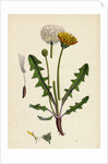 Taraxacum Officinale Var. Palustre Common Dandelion Var. D. by Anonymous