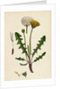Taraxacum Officinale Var. Palustre Common Dandelion Var. D. by Anonymous
