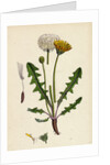 Taraxacum Officinale Var. Palustre Common Dandelion Var. D. by Anonymous