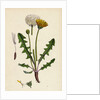 Taraxacum Officinale Var. Palustre Common Dandelion Var. D. by Anonymous