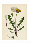 Taraxacum Officinale Var. Palustre Common Dandelion Var. D. by Anonymous