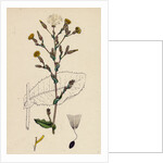 Lactuca Virosa Strong-Scented Lettuce by Anonymous