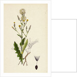 Lactuca Scariola Prickly Lettuce by Anonymous