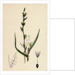 Lactuca Saligna Least Lettuce by Anonymous