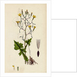 Lactuca Muralis Ivy-Leaved Lettuce by Anonymous