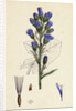 Mulgedium Alpinum Blue Sow-Thistle by Anonymous