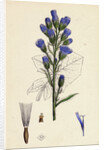 Mulgedium Alpinum Blue Sow-Thistle by Anonymous