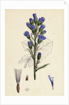 Mulgedium Alpinum Blue Sow-Thistle by Anonymous