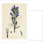 Mulgedium Alpinum Blue Sow-Thistle by Anonymous