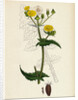 Sonchus Oleraceus Smooth Sow-Thistle by Anonymous