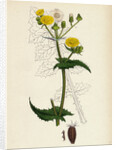 Sonchus Oleraceus Smooth Sow-Thistle by Anonymous